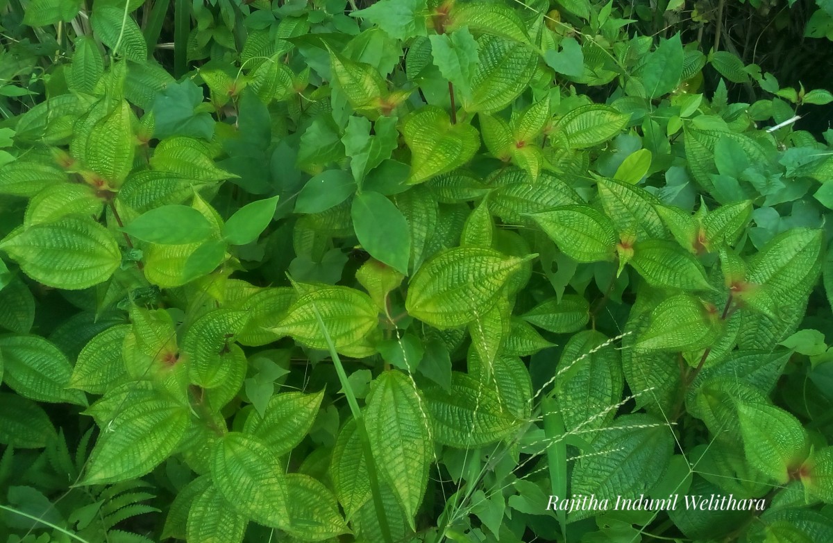 Miconia crenata (Vahl) Michelang.